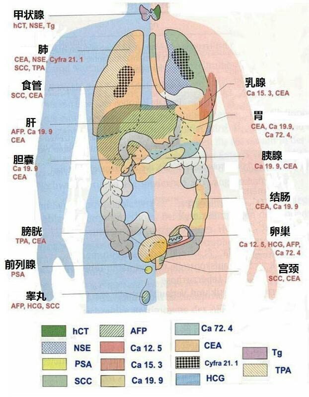 肿瘤标志物图解